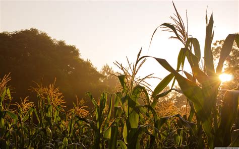 Corn Field Wallpapers Top Free Corn Field Backgrounds WallpaperAccess