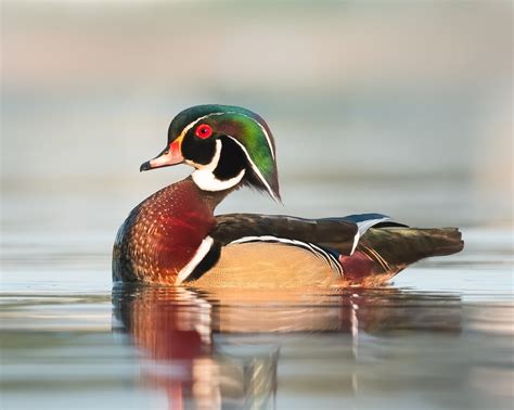 Wood Duck Showing Off That Gorgeous Breeding Plumage Wildlifephotography