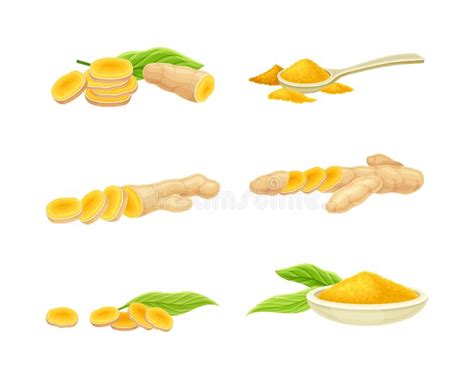 Ginger Herbal Plant Set Sliced Root And Dried Powder Vector