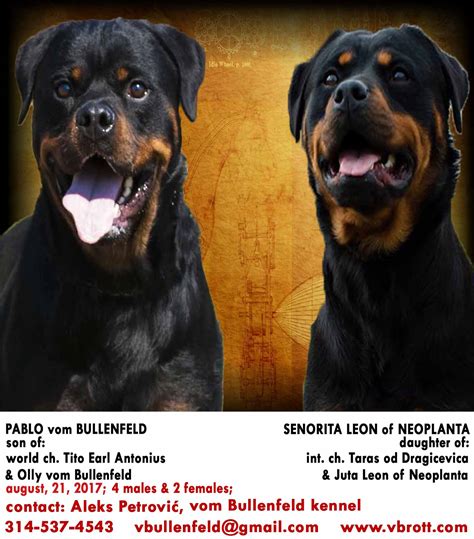 At what age can i take my rottweiler puppy home? 15 Inspirational Rottweiler Puppies For Sale Near Me ...