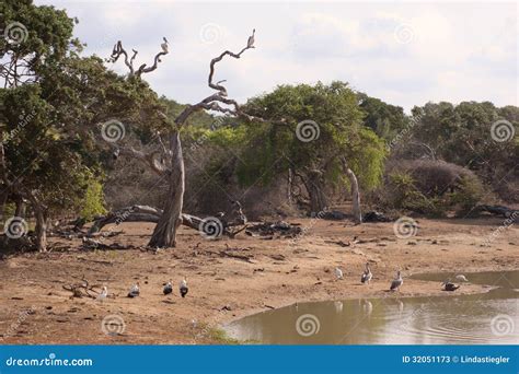 Birds At Jungle Watering Hole Stock Image Image Of Natural Country