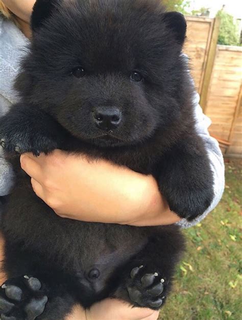12 Puppy Breeds That Look Like Teddy Bears Yiral