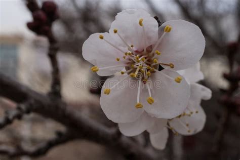 Desert Apricot Tree Flower Macro In The Spring Stock Image Image Of