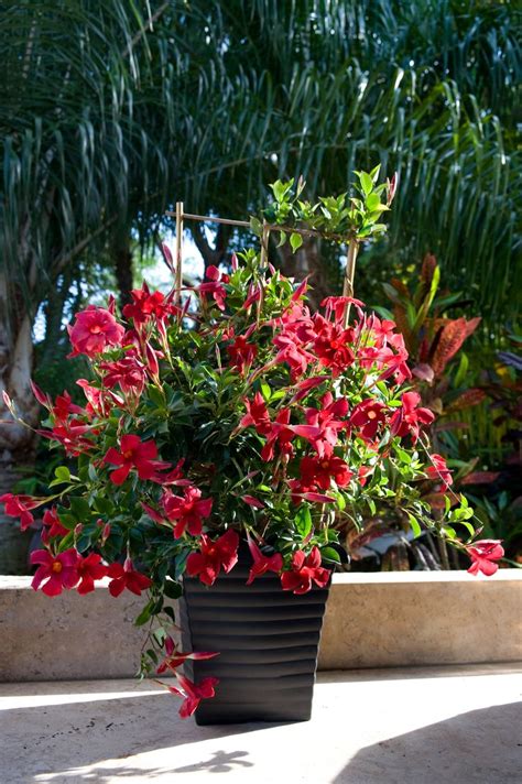 Climbing hydrangea vines are perennials that take about two to three years to establish themselves. Climbing: Mandevilla Pretty Crimson - $10.48 each Bunnings ...