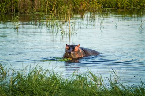 Why You Should Go On A Boat Safari In Botswana Condé Nast Traveler