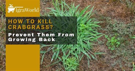 Crabgrass and dallisgrass are two tough weeds that can often be confused with each other. How To Kill Crabgrass and Prevent Them From Growing Back?