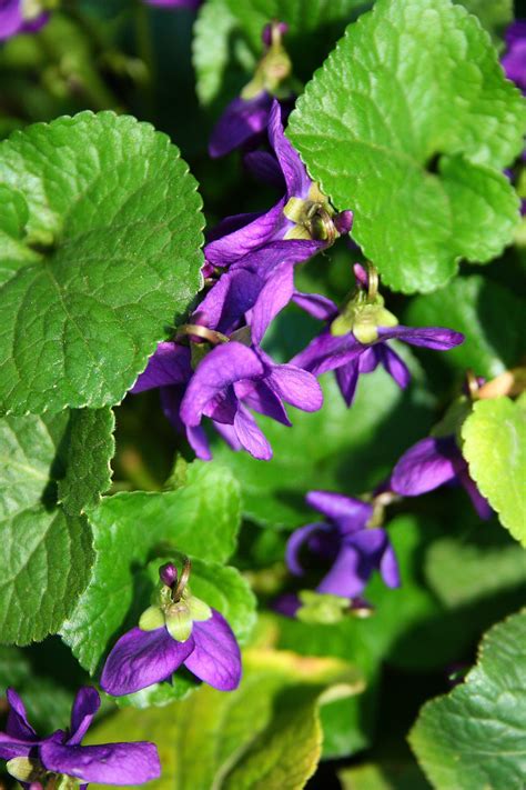 Violet Flowers Free Stock Photo Public Domain Pictures