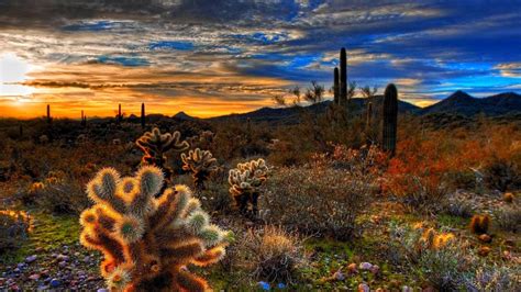 Desert Cactus Wallpapers Top Free Desert Cactus Backgrounds