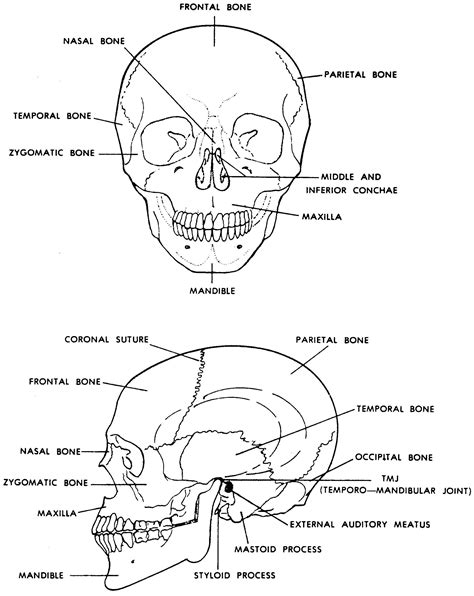 How many bones are in the skull? Images 04. Skeletal System | Basic Human Anatomy