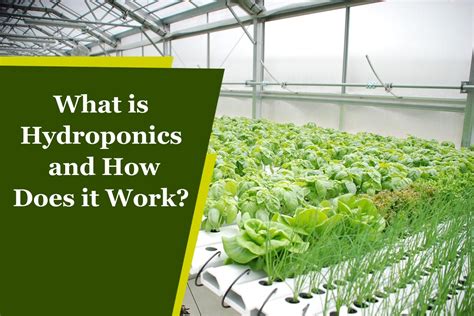 What Is Hydroponics And How Does It Work Plants Information