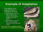 PPT - Adaptations PowerPoint Presentation, free download - ID:3036734