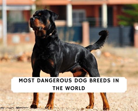 Top 10 Most Dangerous Dog Breeds Based On Their Fatal