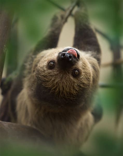 Sloth Encounter National Aviary