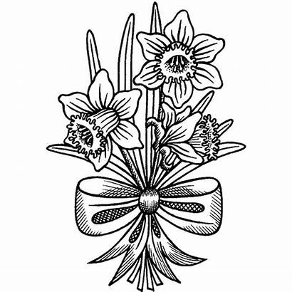 Daffodil Drawings Daffodils Drawing Clipart Clip Outline