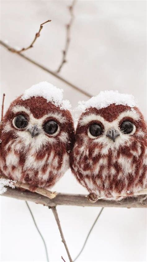 Cute Baby Owls Pictures Photos And Images For Facebook Tumblr Pinterest And Twitter