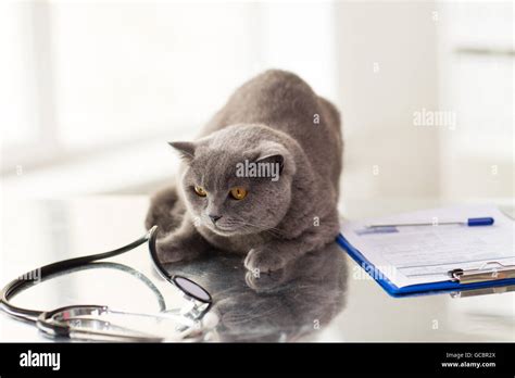 Close Up Of British Cat At Vet Clinic Stock Photo Alamy