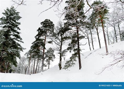 Bright Sunny Pine Forest Covered With Snow In Winter Stock Image
