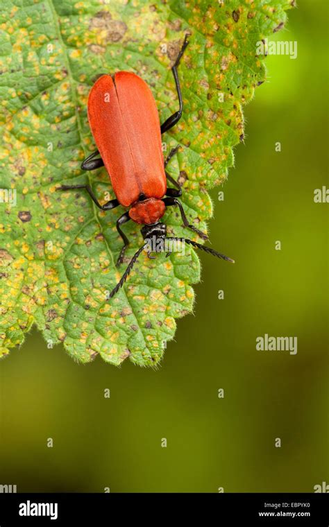 Scarlet Fire Beetle Cardinal Beetle Pyrochroa Coccinea Sitting On A