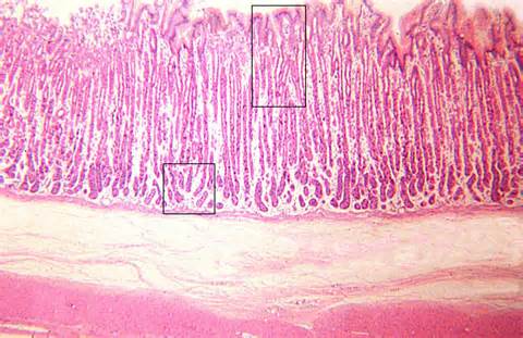 HLS Digestive System Alimentary Canal Fundic Stomach Gastric