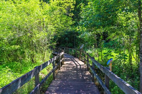 A Shot Of A Brown Wooden Bridge Over The Water In A Marsh Surrounded By