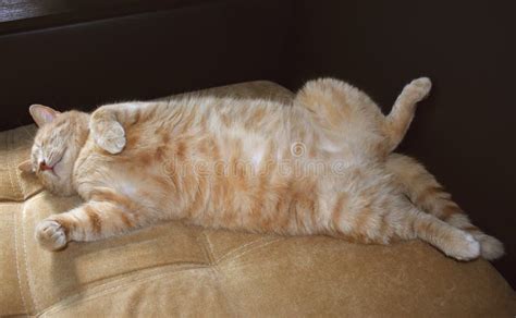 Red Cat Laying On A Sofa Fluffy Belly Furry Body Domestic Chilling
