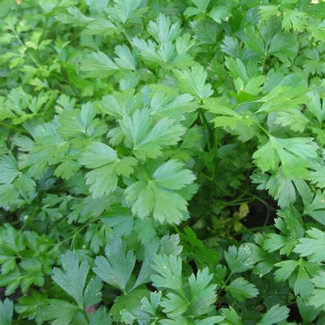 Flat Leaf Parsley Petroselinum Crispum Buy Herb Plants