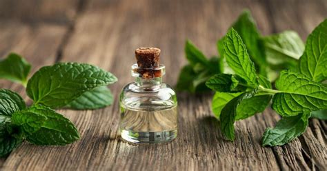 Peppermint Essential Oil Benefits Cindy Capalbo