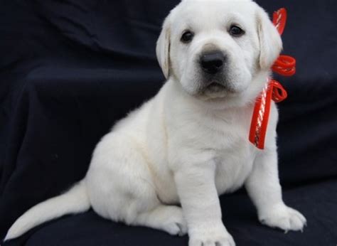 A good place to start is announcements on social networking and free to good home ads online or in your local newspapers. Cute Labrador Retriever Puppies Available For Adoption Offer