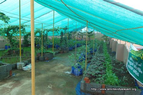 When we had our nursery, we mainly grew tropical plants. VEGETABLE FARMING 2015 - 16 - Amrita Vidyalayams ...