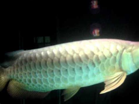 Calcium supplements work with the uvb light allowing the lizard to receive the proper amounts of calcium and vitamin d. Imperial Arowana Gold Dragon Fish for Sale, with Fish Tank ...