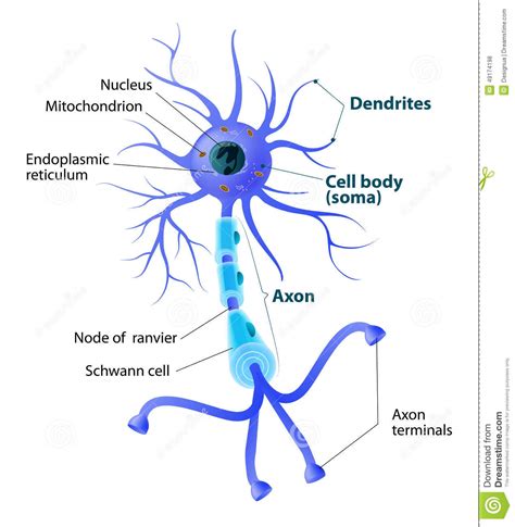 Estructura De Una Neurona De Motor Ilustración Del Vector