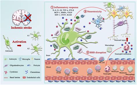 Frontiers The Role Of Circadian Clock In Astrocytes From Cellular