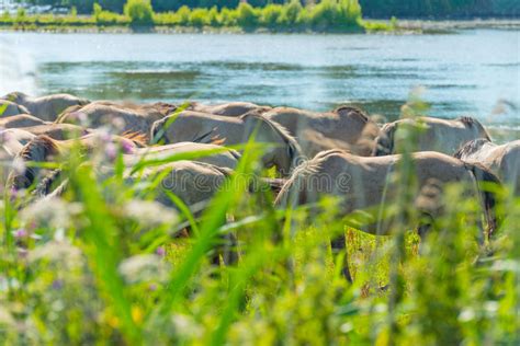 Feral Horses Along The Shore Of A Lake In Summer Stock Photo Image Of