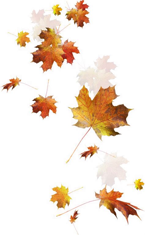 Animated gif autumn leaves falling. Autumn Leaves PNG Transparent Images, Pictures, Photos | PNG Arts
