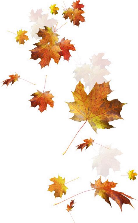 Maybe you would like to learn more about one of these? Autumn Leaves PNG Transparent Images, Pictures, Photos ...