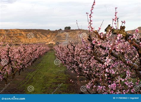 Field Of Peach Tree In Bloom With Sprinklers At Sunrise Stock Image