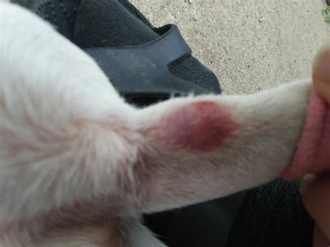 My Year Old Dog Suddenly Has Two Scaly Bumpslesions Appear Yesterday