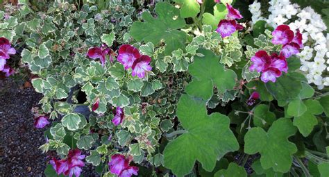 Scented Geraniums Berkeley Horticultural Nursery Berkeley