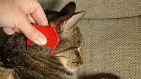 How To Use A Flea Comb On A Cat 7 Vet Approved Tips Pet Keen