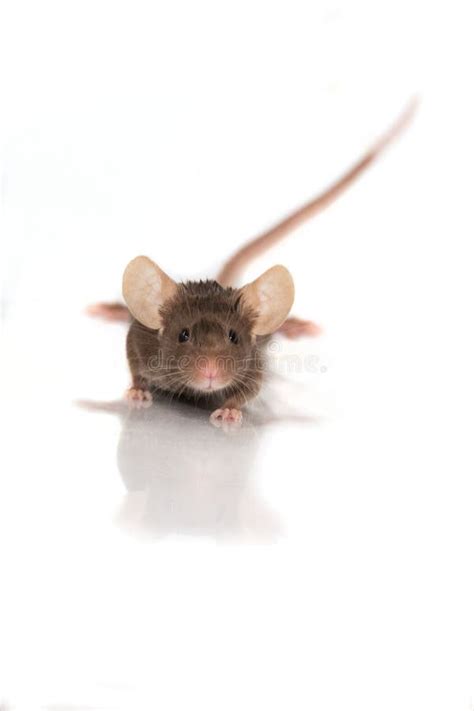 Little Brown Mouse Stock Photos Download 3680 Royalty Free Photos