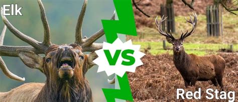 Red Stag Vs Elk A Z Animals