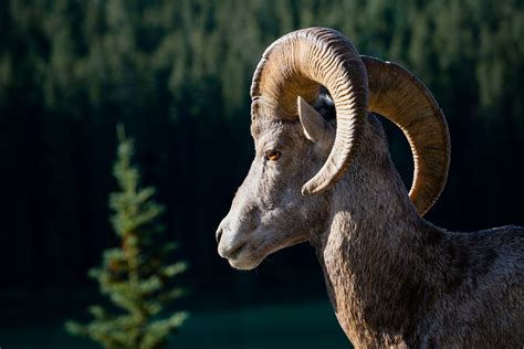Nature Up Close The Bighorn Sheep Of Yellowstone Pitchstone Waters