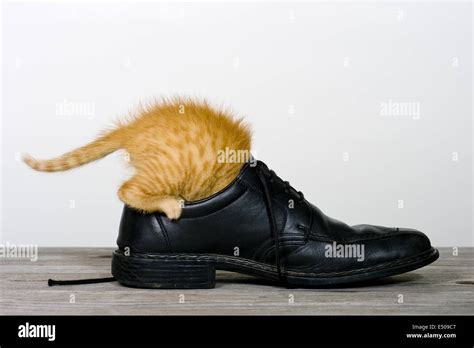 Cat In A Shoe Stock Photo Alamy