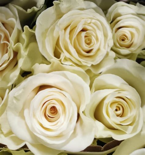 Rose White Mondial Standard Rose Roses Flowers By Category