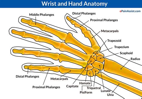 Wrist Joint Dislocationcausessymptomstreatment Pt Close Reduction