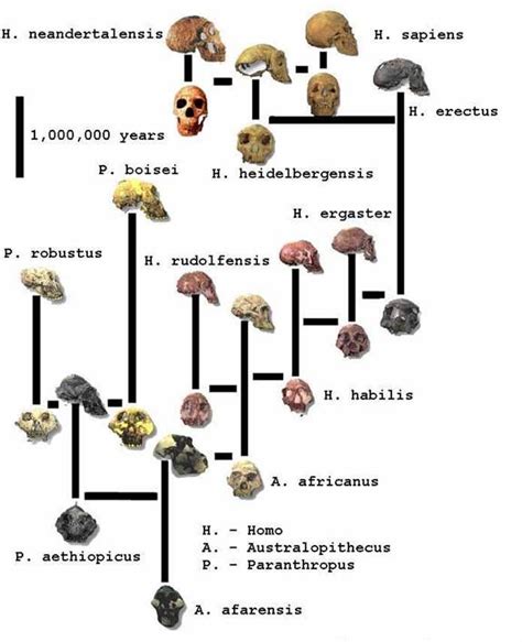 Hominin Phylogenetic Tree For Paleoanthropology Human Evolution