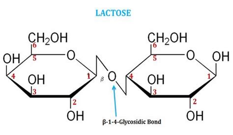 What Is Lactose Teaching Chemistry Biology Biology Class