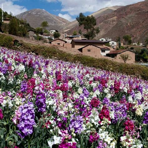 Flores En La Ciudad De Tarma Junin Peru Plants Flower Field
