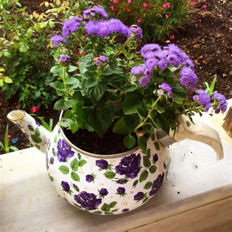 Annual flowers will quickly fill empty spots in a flowerbed and they make great additions to mandevilla display beautiful if grown on trellises. Purple flowers, pot, çaydanlık saksı, mor çiçek, Enez | My ...