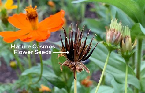 Cosmos Flower Growing Tips Garden Gate